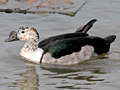 Knob-billed Duck